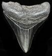 Juvenile Megalodon Tooth - Serrated Blade #58078-1